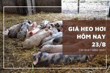 Giá heo hơi hôm nay 23/8: Điều chỉnh mạnh tại một số địa phương trên cả nước