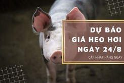 Dự báo giá heo hơi ngày 24/8: Thị trường sẽ tiếp tục biến động mạnh trong thời gian tới?