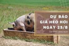 Dự báo giá heo hơi ngày 25/8: Thị trường quay trở lại đà tăng?
