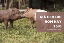 Giá heo hơi hôm nay 25/8: Biến động trái chiều ở miền Nam