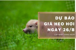 Dự báo giá heo hơi ngày 26/8: Miền Nam sẽ tiếp tục biến động trong ngày mai?