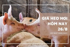 Giá heo hơi hôm nay 26/8: Tăng rải rác ở khu vực phía Nam