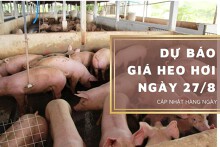Dự báo giá heo hơi ngày 27/8: Tiếp tục ổn định trên toàn quốc?