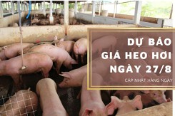 Dự báo giá heo hơi ngày 27/8: Tiếp tục ổn định trên toàn quốc?