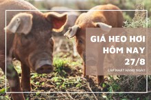 Giá heo hơi hôm nay 27/8: Ba miền chững giá trên diện rộng
