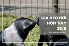 Giá heo hơi hôm nay 28/8: Xu hướng tăng sẽ quay trở lại trên toàn quốc trong tuần tới?