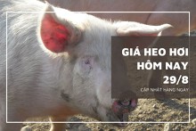 Giá heo hơi hôm nay 29/8: Miền Nam giảm nhẹ 1.000 đồng/kg