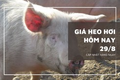 Giá heo hơi hôm nay 29/8: Miền Nam giảm nhẹ 1.000 đồng/kg