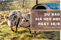 Dự báo giá heo hơi ngày 30/8: Xu hướng giảm có tiếp diễn trong thời gian tới?