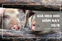 Giá heo hơi hôm nay 30/8: Đồng loạt ổn định trên cả nước