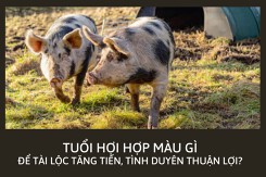Người tuổi Hợi hợp màu gì để sự nghiệp thuận phát, tài lộc đong đầy?