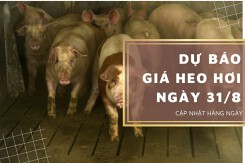 Dự báo giá heo hơi ngày 31/8: Thị trường tiếp tục duy trì trạng thái ổn định?