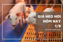 Giá heo hơi hôm nay 1/9: Giảm từ 1.000 đồng/kg đến 3.000 đồng/kg trong ngày đầu tháng