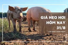 Giá heo hơi hôm nay 31/8: Giảm sâu đến 10.000 đồng/kg