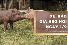 Dự báo giá heo hơi ngày 1/9: Thị trường có tiếp tục biến động mạnh vào ngày mai?