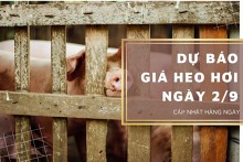 Dự báo giá heo hơi ngày 2/9: Xu hướng giảm vẫn duy trì tại nhiều nơi?