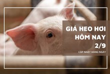 Giá heo hơi hôm nay 2/9: Điều chỉnh giảm rải rác ở hai miền Bắc và Nam
