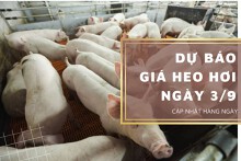 Dự báo giá heo hơi ngày 3/9: Tiếp tục điều chỉnh giảm ở một vài nơi?