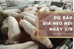 Dự báo giá heo hơi ngày 3/9: Tiếp tục điều chỉnh giảm ở một vài nơi?