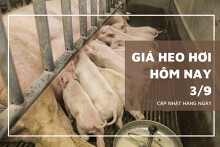 Giá heo hơi hôm nay 3/9: Từ 60.000 đồng/kg đến 69.000 đồng/kg