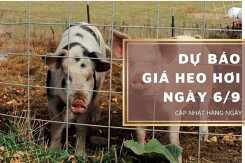 Dự báo giá heo hơi ngày 6/9: Thị trường vẫn duy trì ổn định?