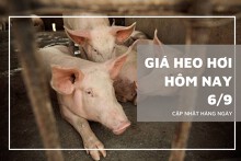 Giá heo hơi hôm nay 6/9: Giảm từ 1.000 đồng/kg đến 4.000 đồng/kg trên toàn quốc
