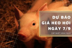 Dự báo giá heo hơi ngày 7/9: Thị trường sẽ tiếp tục điều chỉnh giảm trong ngày mai?