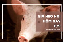 Giá heo hơi hôm nay 8/9: Đi ngang tại hầu hết các tỉnh thành trên cả nước