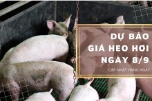 Dự báo giá heo hơi ngày 8/9: Các địa phương vẫn sẽ biến động nhẹ?