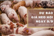 Dự báo giá heo hơi ngày 9/9: Duy trì xu hướng đi ngang tại nhiều tỉnh thành?