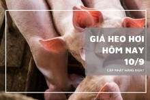 Giá heo hơi hôm nay 10/9: Đồng loạt đi ngang trên diện rộng