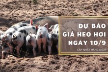 Dự báo giá heo hơi ngày 10/9: Các địa phương sẽ đứng yên không biến động?