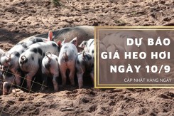 Dự báo giá heo hơi ngày 10/9: Các địa phương sẽ đứng yên không biến động?