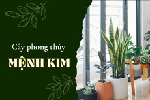 Top 5 loại cây phong thủy mệnh Kim mang lại may mắn, tài lộc