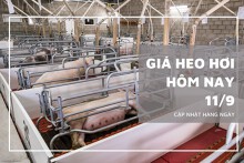 Giá heo hơi hôm nay 11/9: Xu hướng bình ổn vẫn tiếp diễn trong tuần sau?
