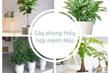 Top những cây phong thủy mệnh Mộc giúp đón vận may, rước tài lộc