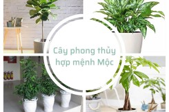 Top những cây phong thủy mệnh Mộc giúp đón vận may, rước tài lộc