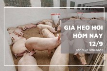 Giá heo hơi hôm nay 12/9: Thị trường điều chỉnh giảm 1.000 đồng/kg