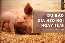Dự báo giá heo hơi ngày 13/9: Thị trường có đi lên trở lại trong thời gian tới?