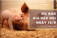 Dự báo giá heo hơi ngày 13/9: Thị trường có đi lên trở lại trong thời gian tới?