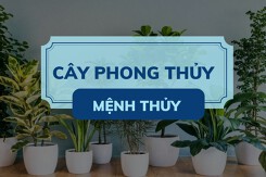 Mách bạn những cây phong thủy mệnh Thủy giúp ‘hút trọn’ tài lộc vào nhà