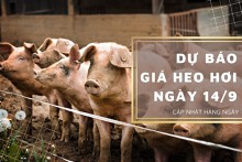 Dự báo giá heo hơi ngày 14/9: Thị trường kéo dài đà giảm?