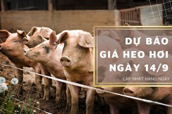 Dự báo giá heo hơi ngày 14/9: Thị trường kéo dài đà giảm?