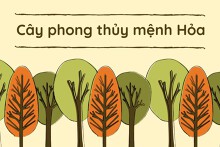 Bật mí cây phong thủy mệnh Hỏa giúp ‘hái’ lộc, ‘đón’ vận may vào nhà