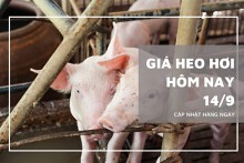 Giá heo hơi hôm nay 14/9: Điều chỉnh giảm từ 1.000 đồng/kg đến 4.000 đồng/kg