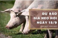 Dự báo giá heo hơi ngày 15/9: Ba miền sẽ tiếp tục điều chỉnh giảm trong ngày mai?