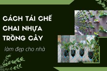 Cách tái chế chai nhựa trồng cây giúp tạo điểm nhấn cho ngôi nhà