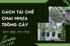 Cách tái chế chai nhựa trồng cây giúp tạo điểm nhấn cho ngôi nhà