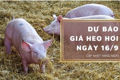 Dự báo giá heo hơi ngày 16/9: Các địa phương sẽ điều chỉnh giảm?