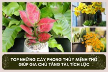 Top những cây phong thủy mệnh Thổ giúp gia chủ tăng tài, tích lộc